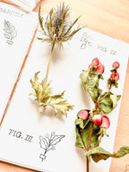 Clear stamps - Herbarium