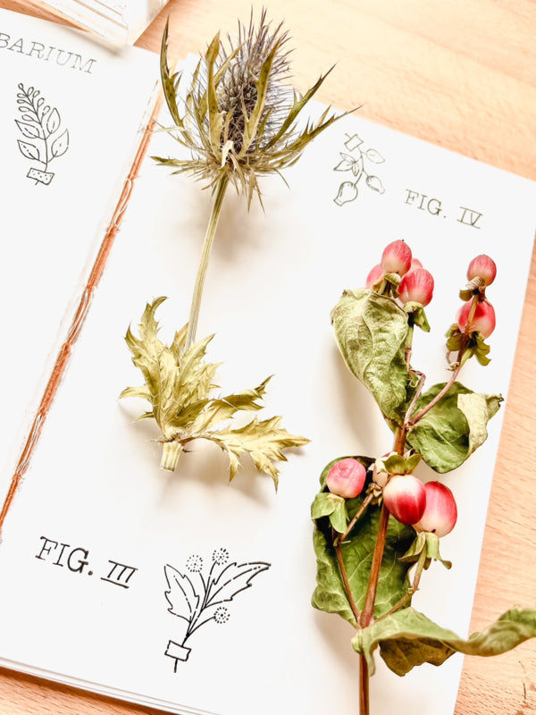 Clear stamps - Herbarium